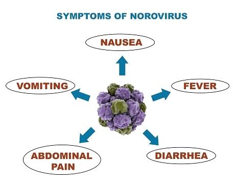 norovirus incubation period adults